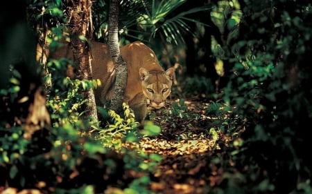 Lioness - lion, animals, jungle, wild