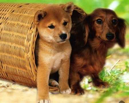 Cute pups - basket, pet, pups, cute, animals