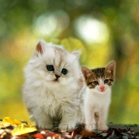 Cute cats