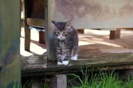 Cat - sleepy, cute, beautiful, cat, sleeping, kitty, cats, hat, cat face, paws, face, animals, pretty, beauty, sweet, kitten, lovely