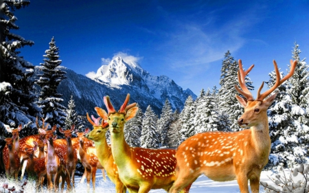 Deer - mountain, deer, animals, snow