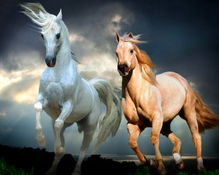 Horses - horse, animals, wild, sky