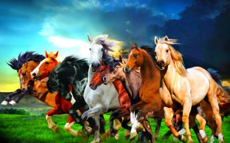 Horses - horses, animals, wild, sky