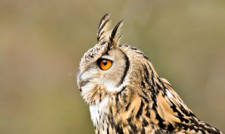 Owl - animal, owl, bird, eyes