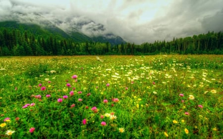 DAISIES in the MEADOW - Nature, Clouds, Parks, Provincial, Robson, Forest, Grass, HDR, Mount, Canada, Landscape