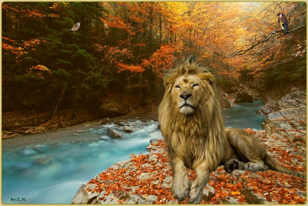 lion in September - river, lion, september, autumn