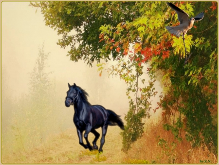 of freedom - black horse, horse, freedom, autumn