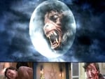 American Werewolf