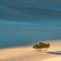 lone bush in sand dunes