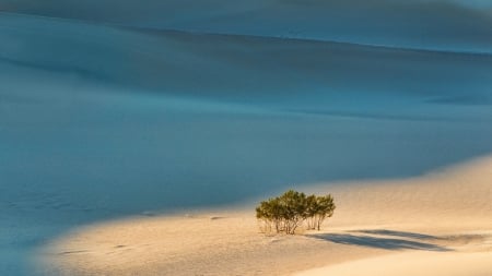 lone bush in sand dunes - desert, dunes, bush, shadow