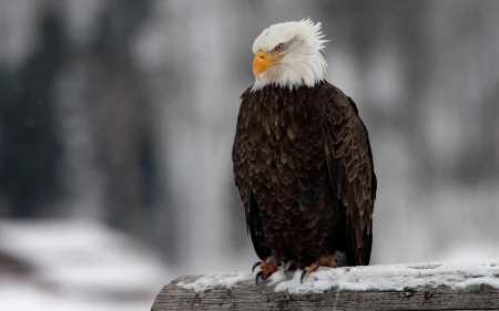 Bald Eagle - ice, winter, resting, raptor