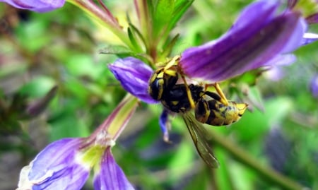 Busy bee - nature, macro, flower, photpgraphy