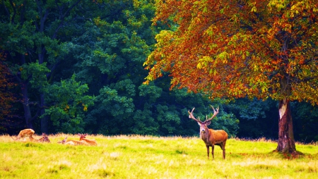 Deer in Autumn - fall, trees, meadow, colors, forest