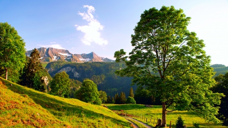 beautiful countryside landscape - trees, road, grass, meadow, mountains