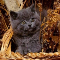autumn kitty