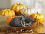 November kitty