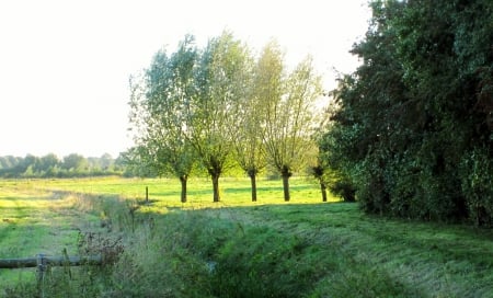 Countryside - nature, trees, photography, green, grass