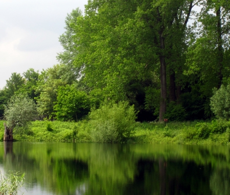 Reflection - nature, trees, reflection, photography, pond