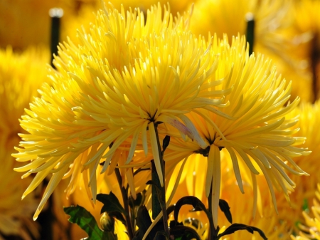 ✿SunShine Fall✿ - chrysanthemums, fall, fresh, yellow, autumn, sunshine, brilliant