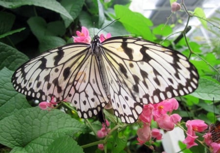 Butterfly - photography, butterfly, color, pink, animals