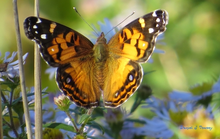 The Perfect Butterfly - Daniel J Towsey, thevisionaryfolkphotographer, The Perfect Butterfly, Monarch Butterfly