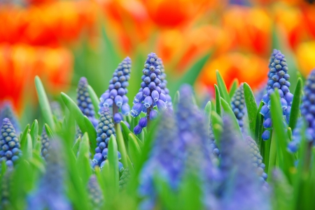 *** Blue and beautiful *** - flower, beautiful, flowers, nature, blue