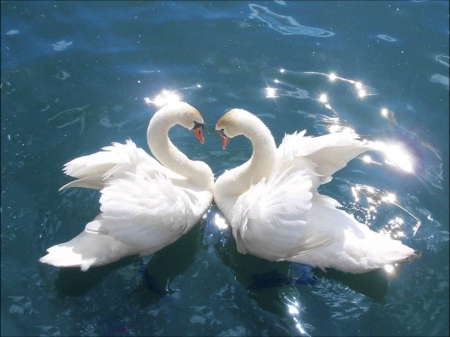 Pair of Swans - shine, animals, water, blue, lake, white, swan, nature, birds