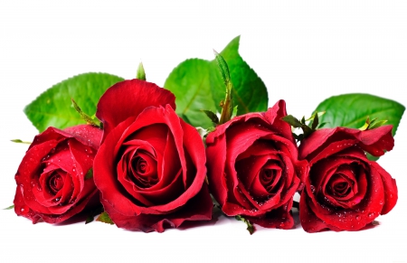 *** Red roses *** - red, flower, roses, flowers, nature