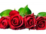 *** Red roses ***