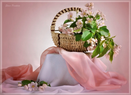 Still life - nature, basket, flowers, pink