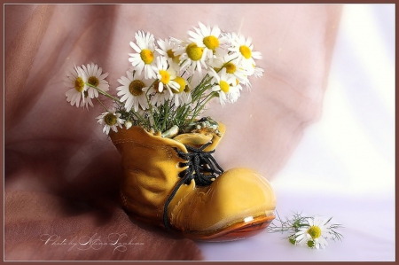 Still life - nature, flowers, daisies, shoes