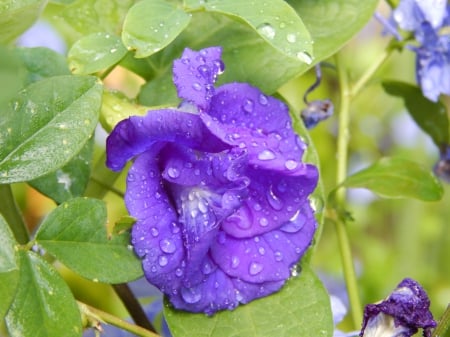 Macro Purple Flower - nature, macro, photography, flowers, photo, flower, photos