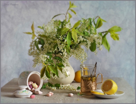 Still life - white, nature, flowers, soft