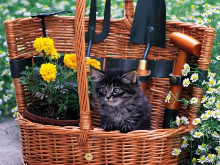 Black Cat on the Trash - kitty, animals, kitten, pussy, flowers, cat, trash, grass