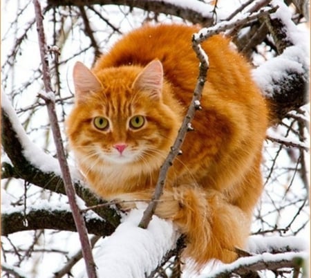 Cat on the Tree - winter, kitten, snow, tree, cat, animals