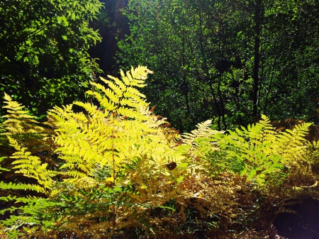 delighted farn - path, sunlight, forrest, idyll, autumn