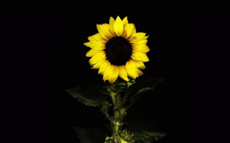 ✿One Glow in the Dark✿ - glow, black, sunflower, yellow, night, dark