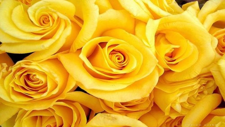 ❀⚘Yellow Roses⚘❀