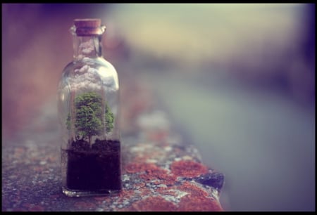 Way of living hidden - glass, plant, life, bottle, nature