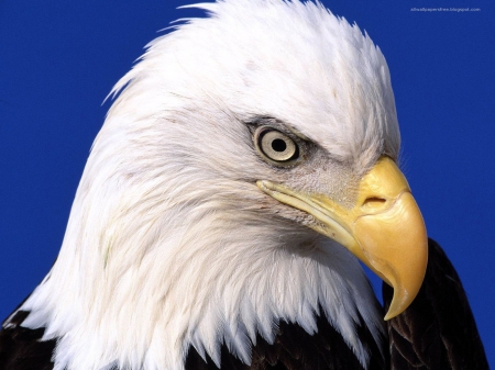 Eagle Portrait - head, eyes, feathers, raptor