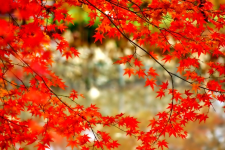 September - falling, foliage, beautiful, leaves, golden, tree, nature, autumn, colorful, shine, fall, glow, pretty, mirrored, branches, reflection, nice, september, lovely, colors