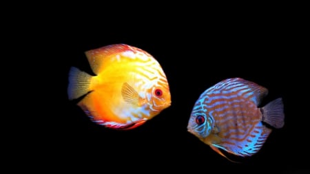 Fish - discus, animal, water, Fish