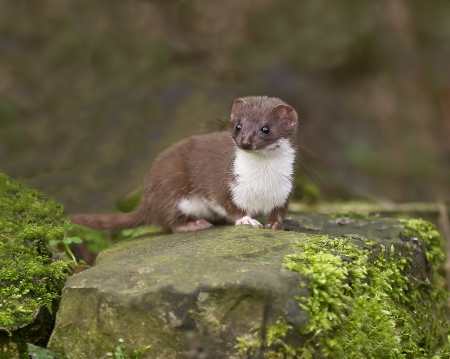 ferret - ferret, animal, forest, reptile