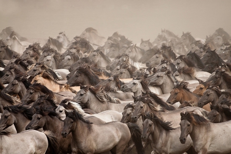 Wild Horses - horses, horse, animals, wild