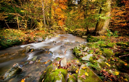 Autumn forest - falling, trees, beautiful, creek, stream, colors, forest, lovely, leaves, stones, fall, nature, season, autumn, nice, foliage