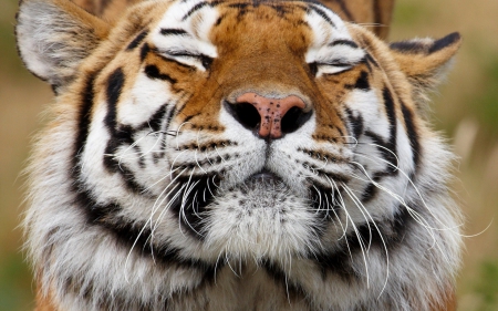 rest awile - leopard, summer, profile, female, black panther, eyes, snow, jaguar, leaves, desktop, male, sumatra, animal, angry cat, predator, color, lion, art, big cats, the tiger, cub, rock, tiger, cat, sister, feet, wallpaper