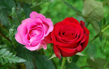 Roses - nice, roses, delicate, greenery, colorful, twol pink, pretty, petals, garden, two, park, tender, lovely, beautiful, pink, red, leaves, flowers