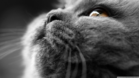 Grey cat face - wallpaper, cute, animals, cat, hd, eyes, pets, nature, close-up