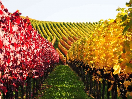 Vinyard in Germany - leaves, colors, autumn, field