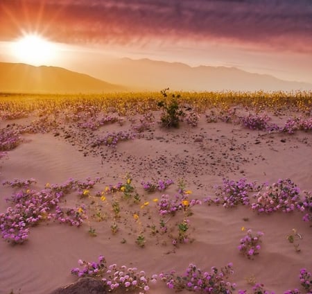 Wildflowers in Death Valley~California - nature, wild, sun, flowers, sand